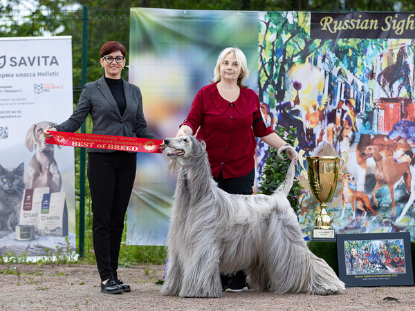 Sighthound championship 2024