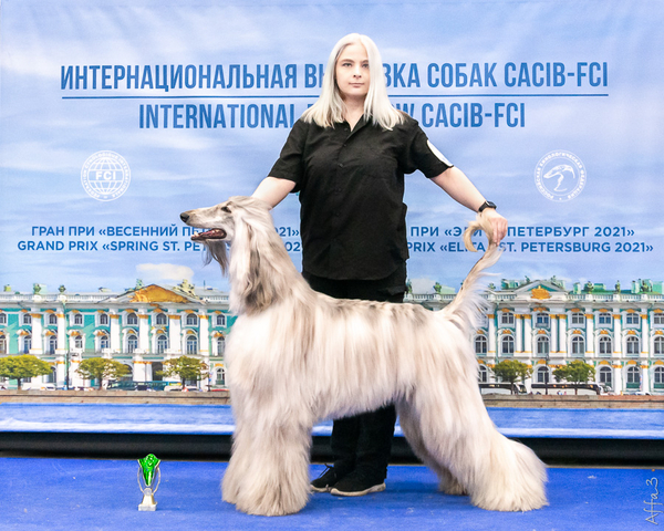 Spring StPetersburg 2021 CACIB, first CACIB titles