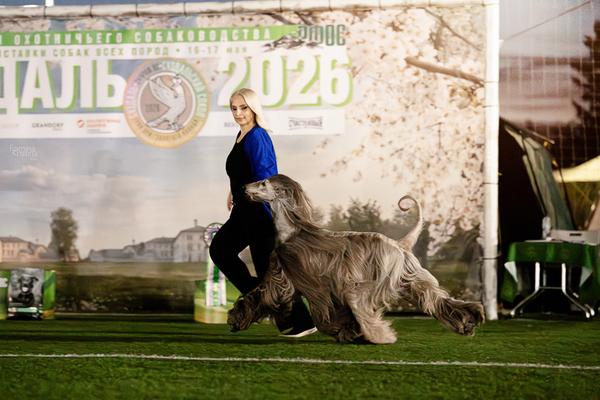 Suzdal falcon 2026 ranking