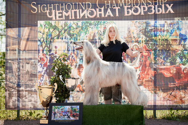 Sighthound championship National speciality 2021