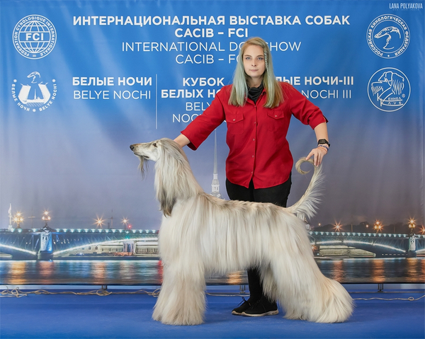 Baltic-show & White nights 2021 CACIB
