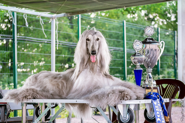 DogCity party 2021